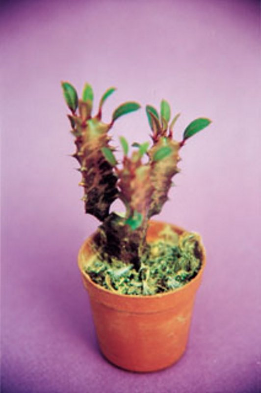 Euphorbia Hermentiana Rubra.jpg